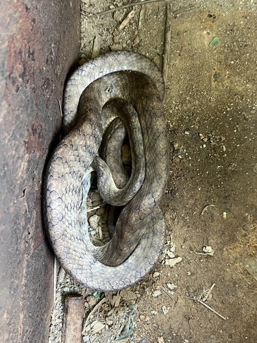 Brown Tree Snake sighting