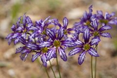 Leucocoryne vittata, photograph (c) Bárbara Salas Osorio, some rights reserved (CC BY)