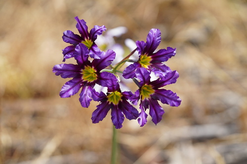 Leucocoryne vittata, photograph 6