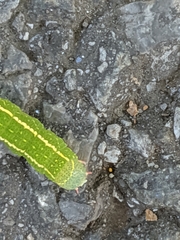 Panopoda