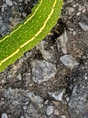 Panopoda