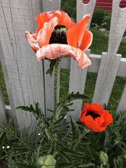 Papaver × pseudo-orientale