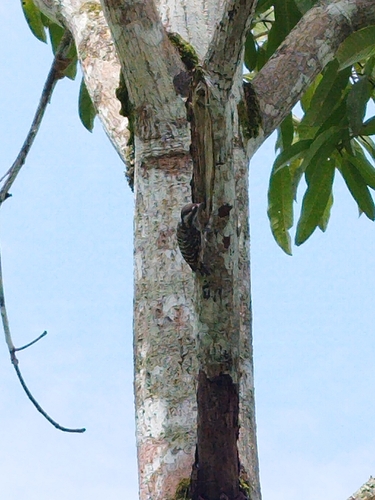 Sunda Pygmy Woodpecker