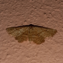 Idaea belemiata