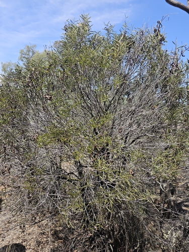 Boree (Acacia oswaldii)