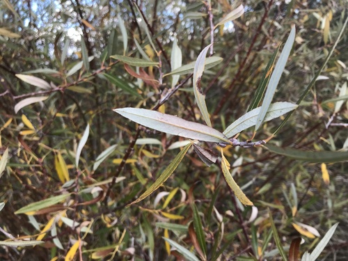Image of Salix irrorata by (c) Lucian Vazquez, some rights reserved (CC BY)
