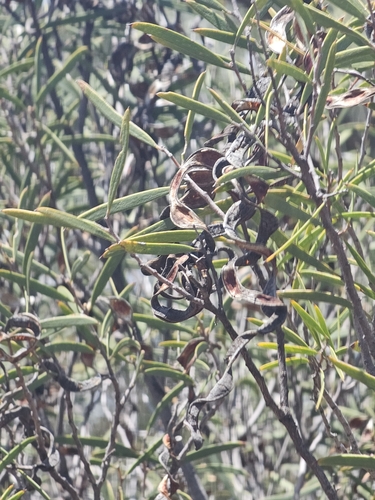 Acacia oswaldii, photograph 4