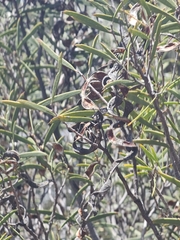 Acacia oswaldii, photograph (c) Michael McBain, some rights reserved (CC BY)
