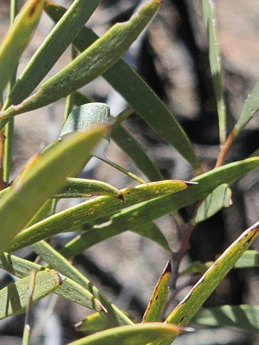 Acacia oswaldii, photograph 5