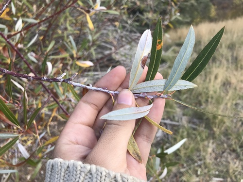 dewystem willow (Salix irrorata)