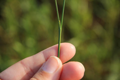 Juncus nodosus