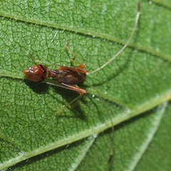 Paraxenetus guttulatus