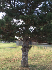 Pinus brutia eldarica