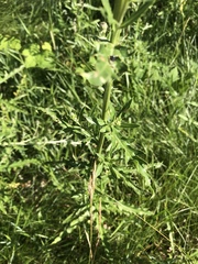 Cirsium arvense