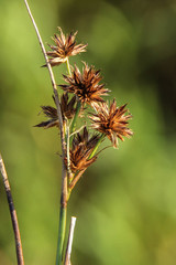 Juncus nodosus