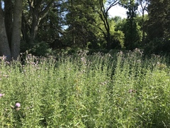 Cirsium arvense