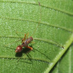 Paraxenetus guttulatus