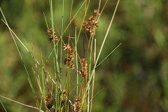 Juncus nodosus