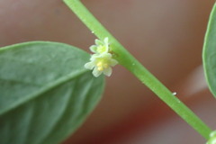 Phyllanthus caroliniensis