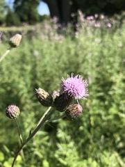Cirsium arvense