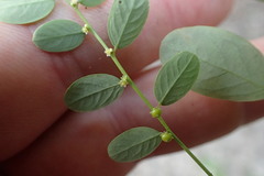 Phyllanthus caroliniensis
