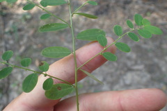 Phyllanthus caroliniensis