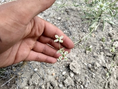 Frasera albomarginata