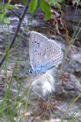 Polyommatus daphnis