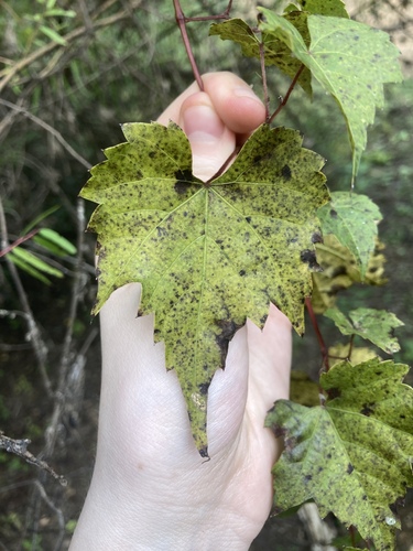 Image of Vitis palmata by no rights reserved