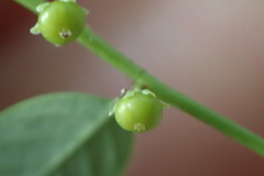 Phyllanthus caroliniensis