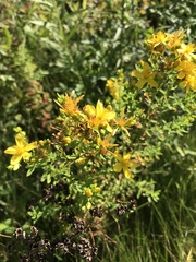 Hypericum perforatum
