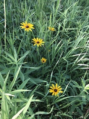 Rudbeckia hirta