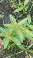 Veronica anagallis-aquatica
