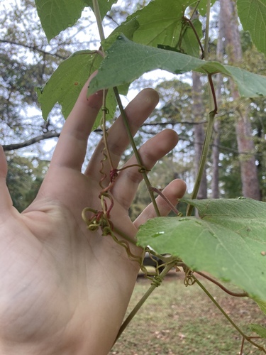 Image of Vitis cinerea by no rights reserved