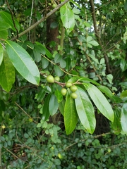 Prunus caroliniana