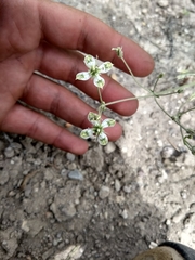 Frasera albomarginata