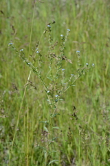 Lappula squarrosa