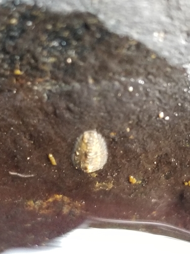 Psephenidae