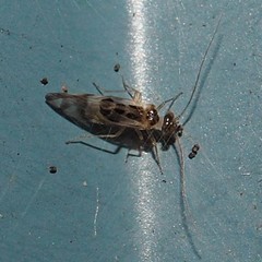 Graphopsocus cruciatus