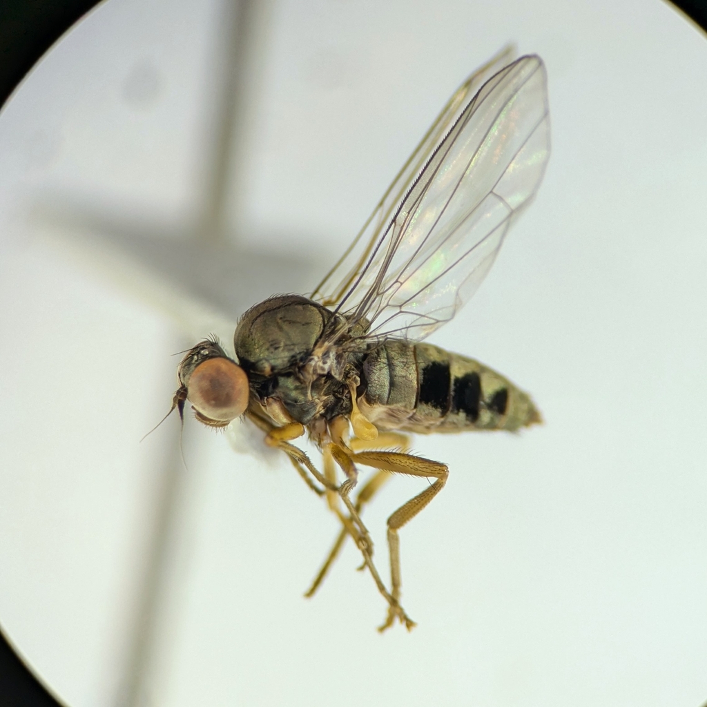 Agathomyia obscura