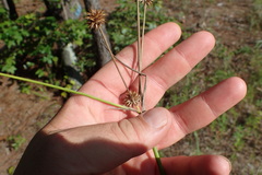 Juncus validus