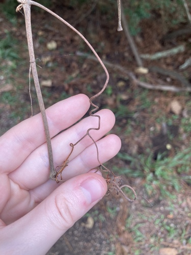 Image of Vitis cinerea by no rights reserved