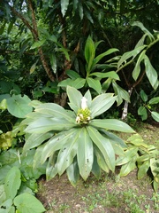 Costus guanaiensis macrostrobilus