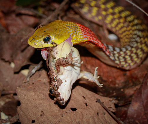Siamese red-necked keelback, Rhabdophis siamensis