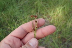 Rhynchospora globularis