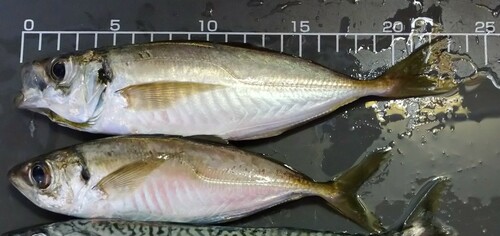 Atlantic horse mackerel (Trachurus japonicus) — Carangidae — 3