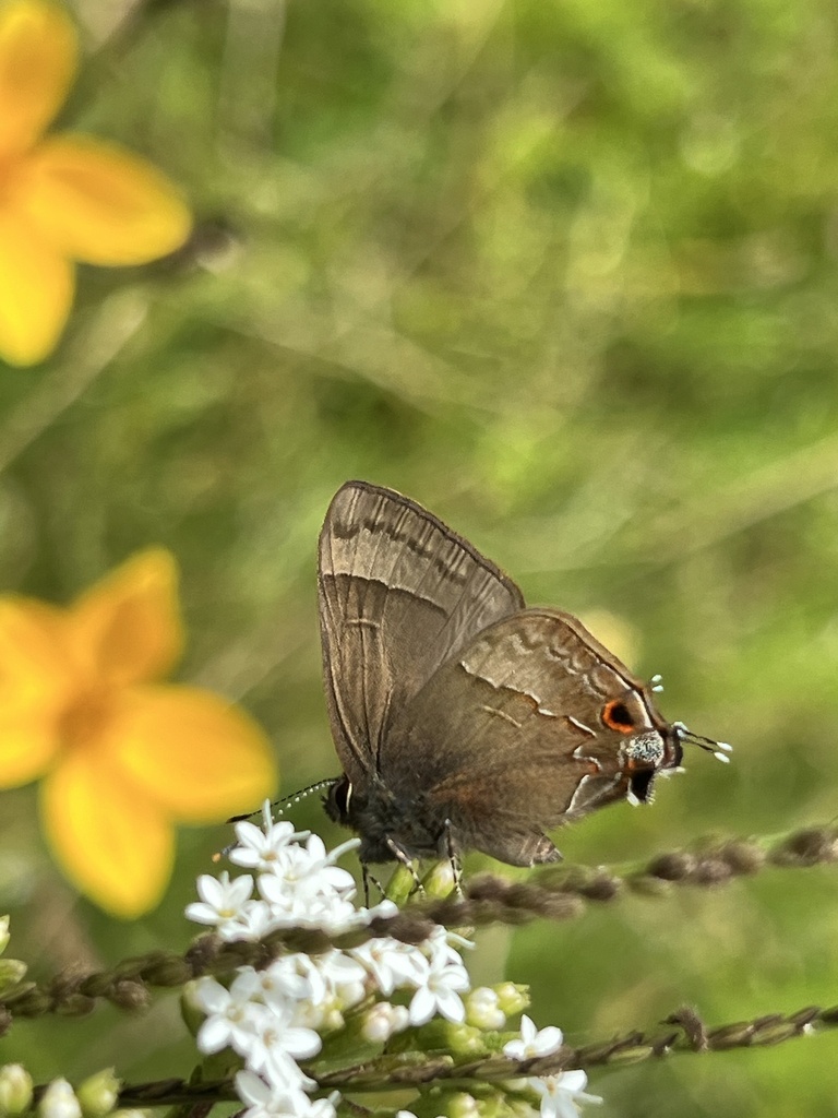 Arzecla sethon