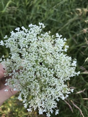 Daucus carota
