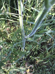 Daucus carota