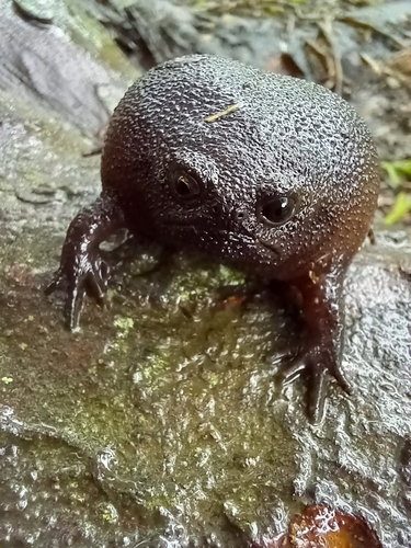 Black Rain Frog, Breviceps fuscus